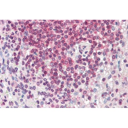 Immunohistochemistry - Anti-HA1 Antibody (A286065) - Antibodies.com