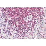 Immunohistochemistry - Anti-HA1 Antibody (A286065) - Antibodies.com