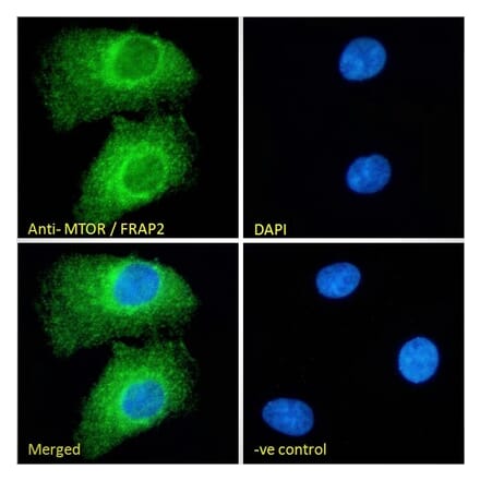 Immunofluorescence - Anti-mTOR Antibody (A286066) - Antibodies.com