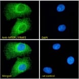 Immunofluorescence - Anti-mTOR Antibody (A286066) - Antibodies.com