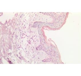Immunohistochemistry - Anti-SOX9B Antibody (A286067) - Antibodies.com