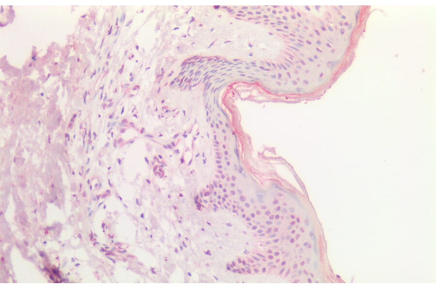 Immunohistochemistry - Anti-SOX9B Antibody (A286067) - Antibodies.com