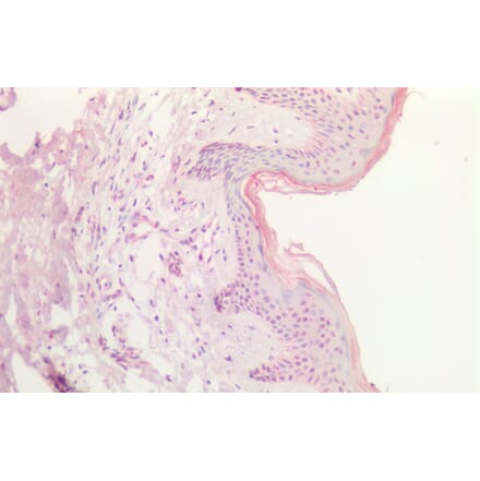 Immunohistochemistry - Anti-SOX9B Antibody (A286067) - Antibodies.com