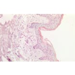 Immunohistochemistry - Anti-SOX9B Antibody (A286067) - Antibodies.com