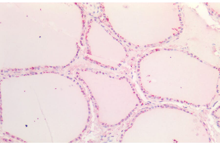 Immunohistochemistry - Anti-SOX9B Antibody (A286068) - Antibodies.com