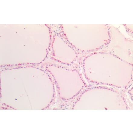 Immunohistochemistry - Anti-SOX9B Antibody (A286068) - Antibodies.com