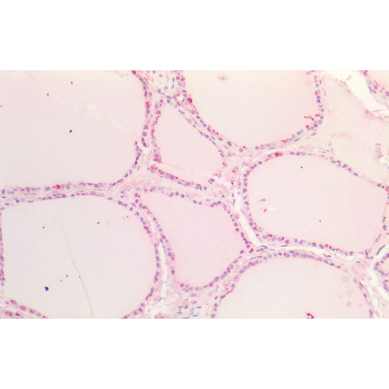 Immunohistochemistry - Anti-SOX9B Antibody (A286068) - Antibodies.com