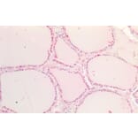 Immunohistochemistry - Anti-SOX9B Antibody (A286068) - Antibodies.com