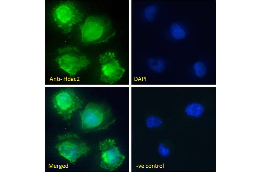Immunofluorescence - Anti-HDAC2 Antibody (A286069) - Antibodies.com