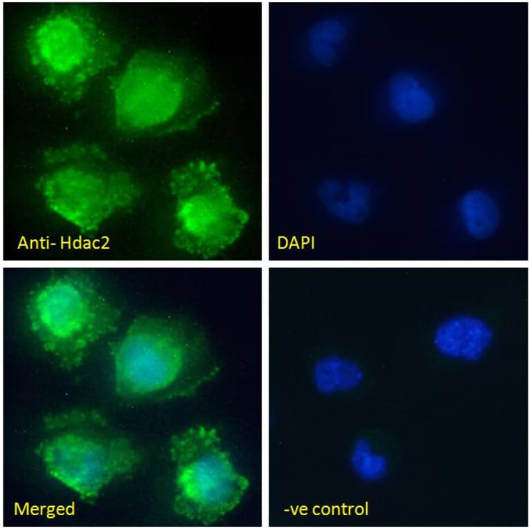 Immunofluorescence - Anti-HDAC2 Antibody (A286069) - Antibodies.com