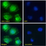 Immunofluorescence - Anti-HDAC2 Antibody (A286069) - Antibodies.com