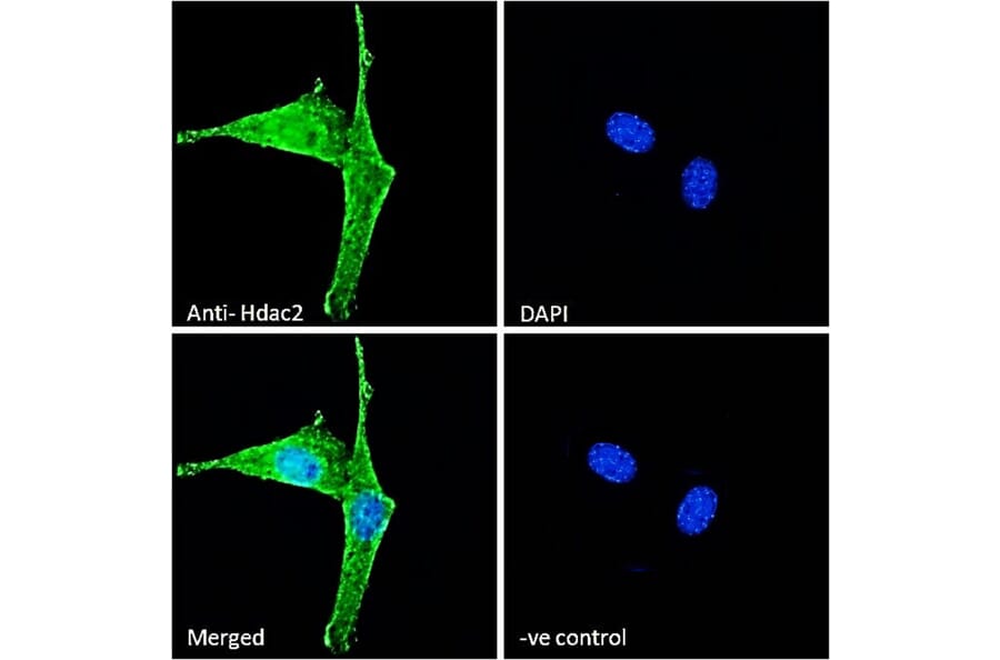 Immunofluorescence - Anti-HDAC2 Antibody (A286069) - Antibodies.com
