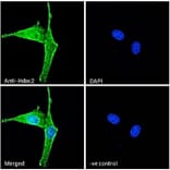 Immunofluorescence - Anti-HDAC2 Antibody (A286069) - Antibodies.com