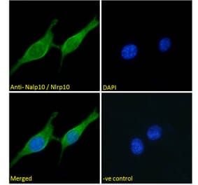 Immunofluorescence - Anti-NLRP10 Antibody (A286071) - Antibodies.com