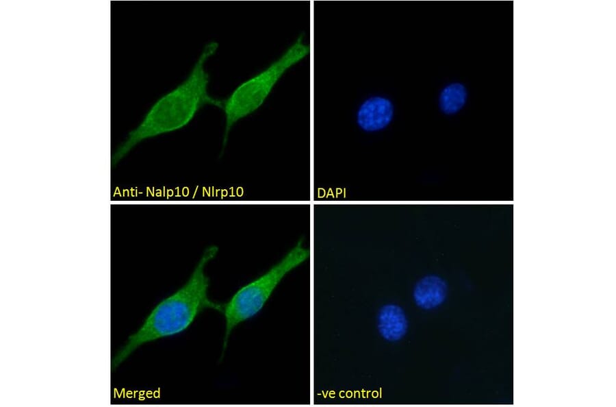 Immunofluorescence - Anti-NLRP10 Antibody (A286071) - Antibodies.com