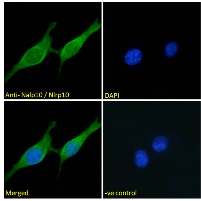 Immunofluorescence - Anti-NLRP10 Antibody (A286071) - Antibodies.com
