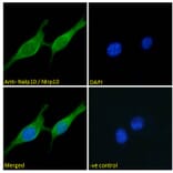 Immunofluorescence - Anti-NLRP10 Antibody (A286071) - Antibodies.com