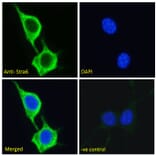 Immunofluorescence - Anti-STRA6 Antibody (A286072) - Antibodies.com