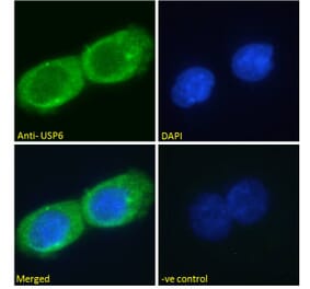 Immunofluorescence - Anti-USP6 Antibody (A286073) - Antibodies.com