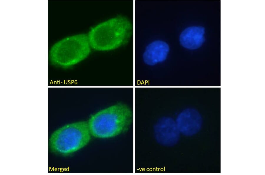 Immunofluorescence - Anti-USP6 Antibody (A286073) - Antibodies.com