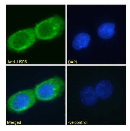 Immunofluorescence - Anti-USP6 Antibody (A286073) - Antibodies.com