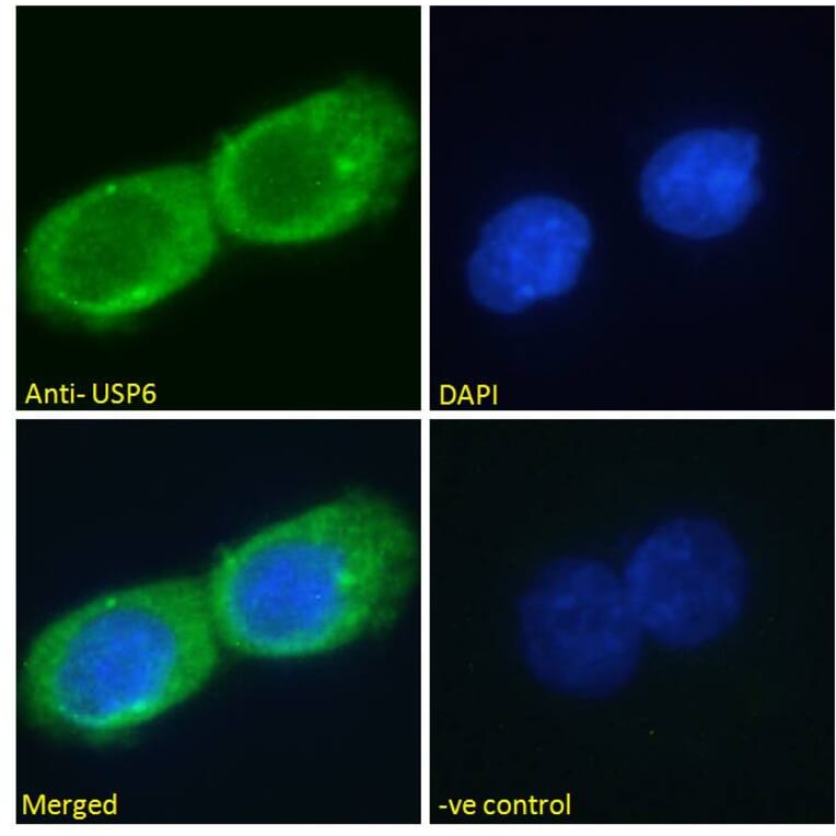 Immunofluorescence - Anti-USP6 Antibody (A286073) - Antibodies.com