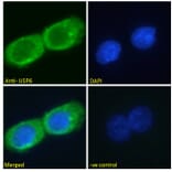 Immunofluorescence - Anti-USP6 Antibody (A286073) - Antibodies.com