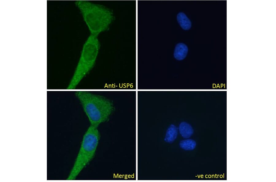 Immunofluorescence - Anti-USP6 Antibody (A286073) - Antibodies.com