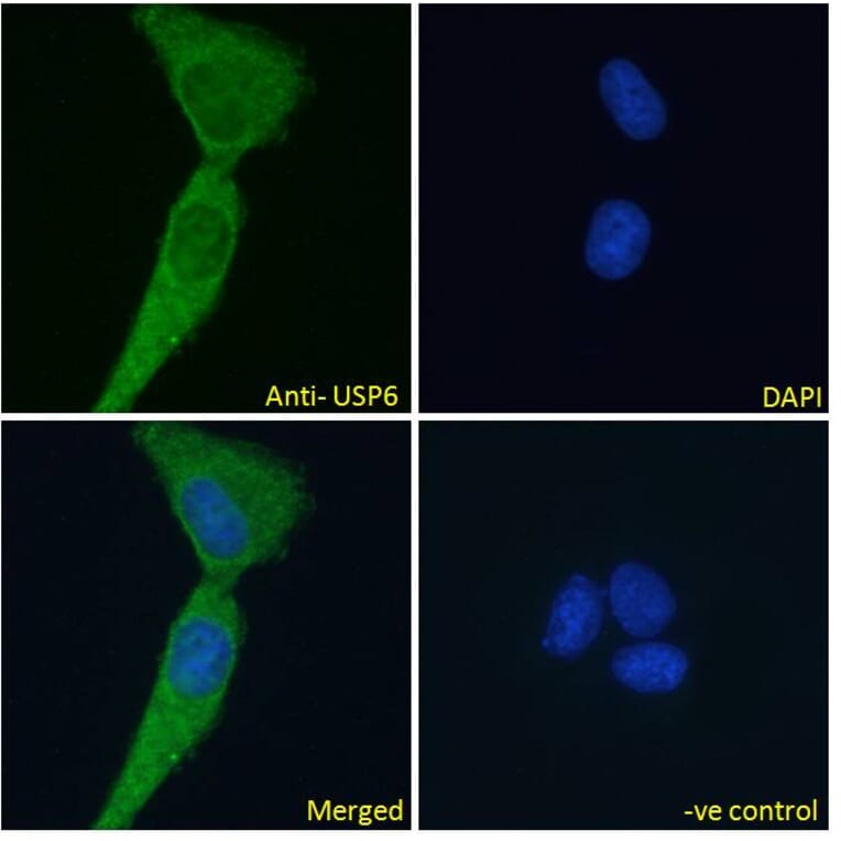 Immunofluorescence - Anti-USP6 Antibody (A286073) - Antibodies.com