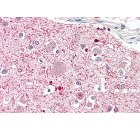 Immunohistochemistry - Anti-DGKQ Antibody (A286074) - Antibodies.com