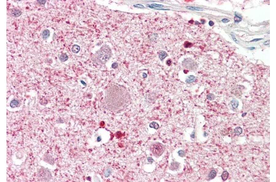 Immunohistochemistry - Anti-DGKQ Antibody (A286074) - Antibodies.com