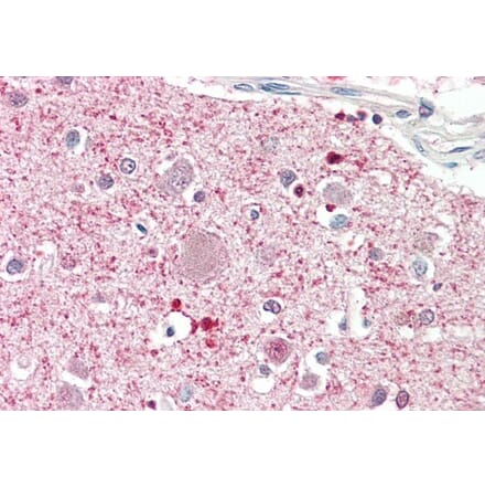 Immunohistochemistry - Anti-DGKQ Antibody (A286074) - Antibodies.com