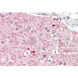 Immunohistochemistry - Anti-DGKQ Antibody (A286074) - Antibodies.com