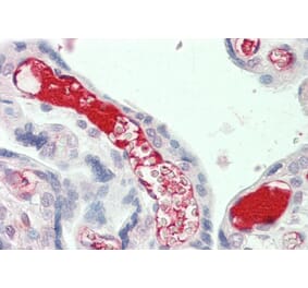 Immunohistochemistry - Anti-C3 Antibody (A286077) - Antibodies.com