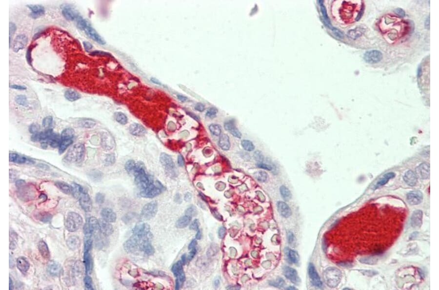 Immunohistochemistry - Anti-C3 Antibody (A286077) - Antibodies.com