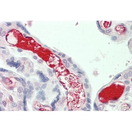 Immunohistochemistry - Anti-C3 Antibody (A286077) - Antibodies.com