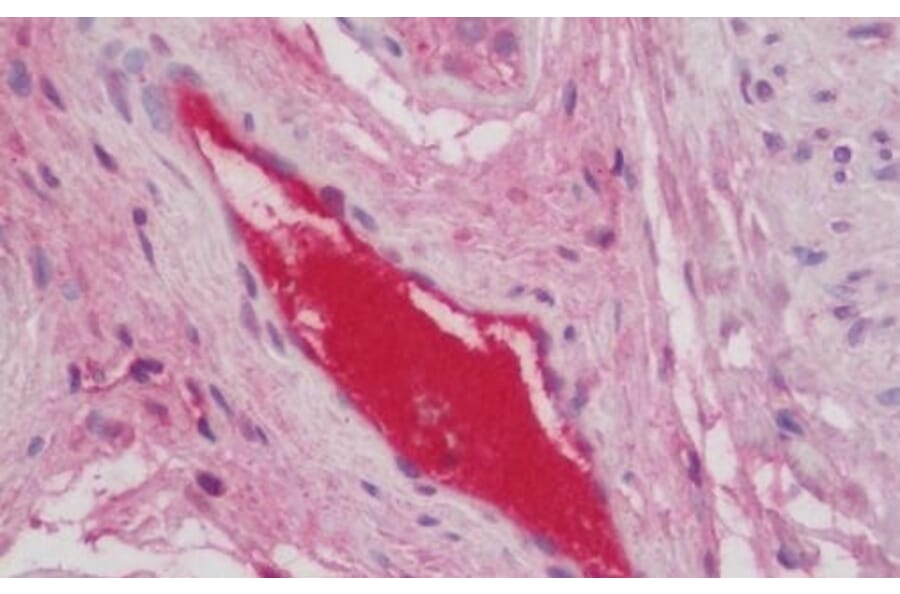 Immunohistochemistry - Anti-C3 Antibody (A286077) - Antibodies.com