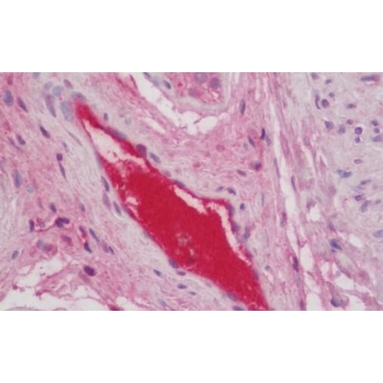Immunohistochemistry - Anti-C3 Antibody (A286077) - Antibodies.com