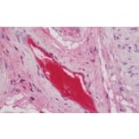 Immunohistochemistry - Anti-C3 Antibody (A286077) - Antibodies.com