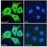 Immunofluorescence - Anti-CTGF Antibody (A286078) - Antibodies.com