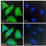 Immunofluorescence - Anti-CTGF Antibody (A286078) - Antibodies.com