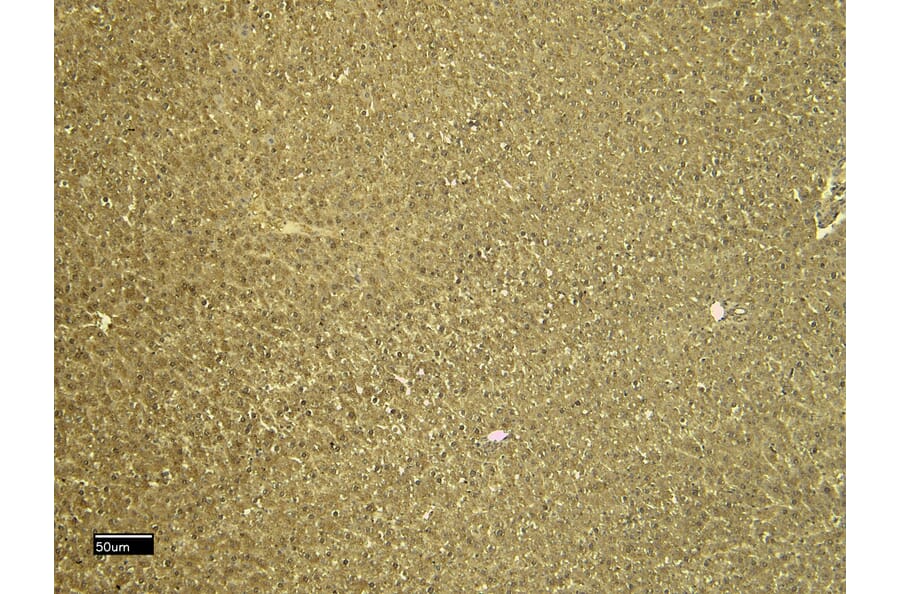 Immunohistochemistry - Anti-CTGF Antibody (A286078) - Antibodies.com