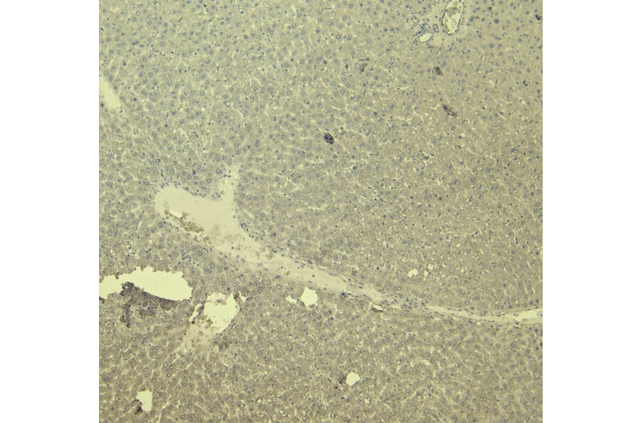 Immunohistochemistry - Anti-CTGF Antibody (A286078) - Antibodies.com