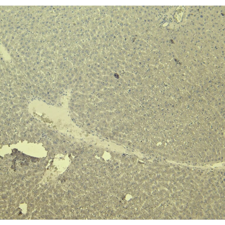 Immunohistochemistry - Anti-CTGF Antibody (A286078) - Antibodies.com