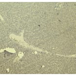 Immunohistochemistry - Anti-CTGF Antibody (A286078) - Antibodies.com