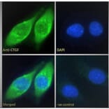 Immunofluorescence - Anti-CTGF Antibody (A286079) - Antibodies.com