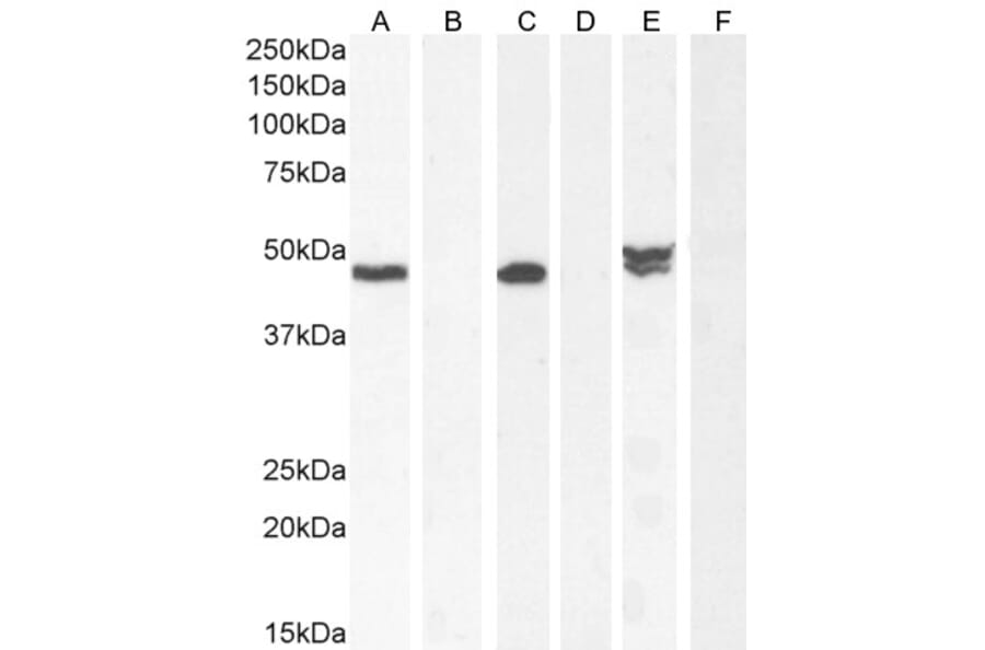 Western Blot - Anti-NAT8L Antibody (A286080) - Antibodies.com