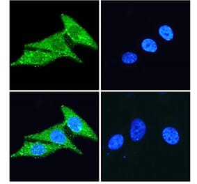 Immunofluorescence - Anti-CD133 Antibody (A286081) - Antibodies.com