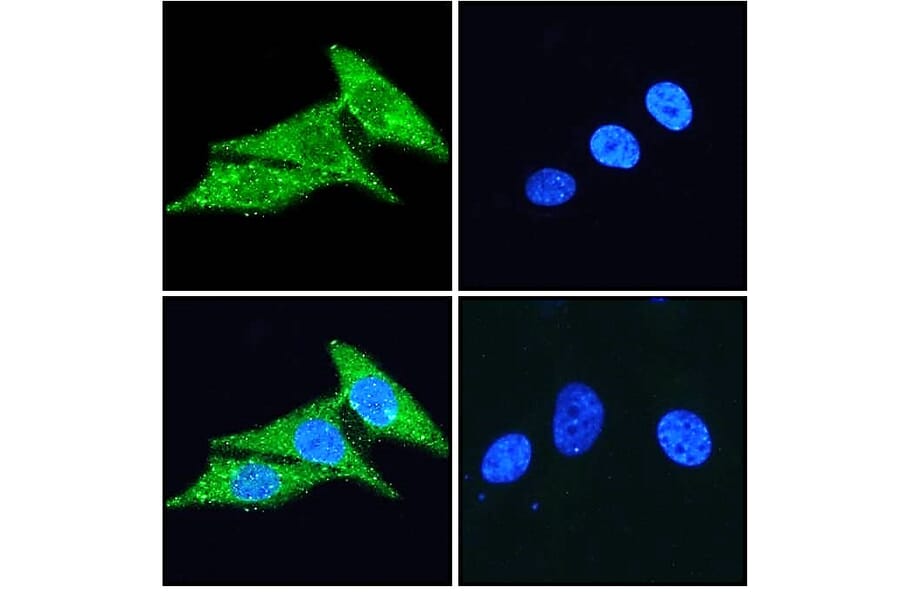 Immunofluorescence - Anti-CD133 Antibody (A286081) - Antibodies.com