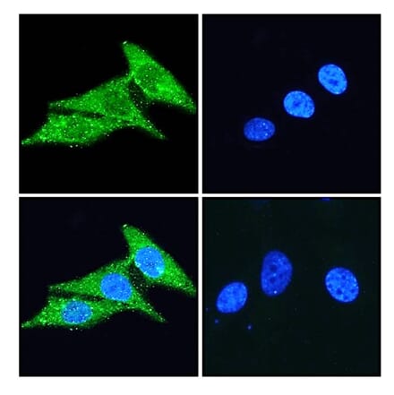 Immunofluorescence - Anti-CD133 Antibody (A286081) - Antibodies.com